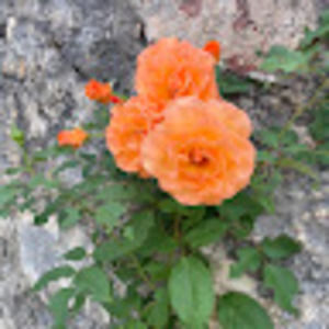 Meet your Posher, Anne